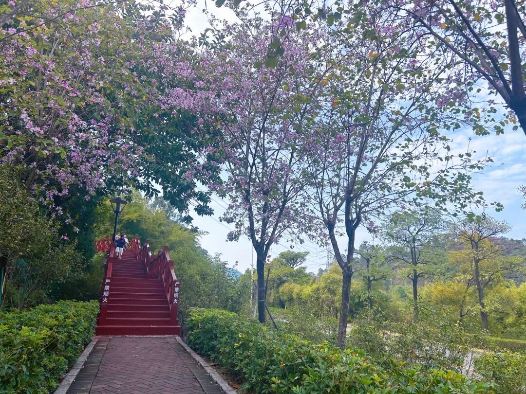 广州飞鹅岭公园好像北部的山顶植物园,一路贯通最美山景;无需门票,公交直达,是老少咸宜的登山佳境