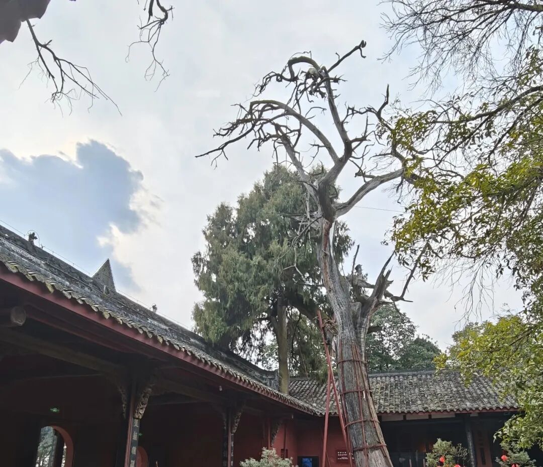 成都1小时直达｜德阳白马关：藏着三国凤雏的传奇