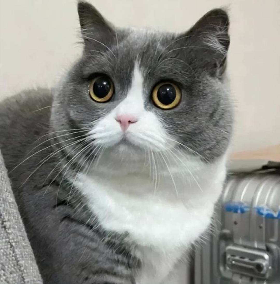 别再瞎养了!学钟南山的7个科学养猫法,你的猫能多活5年!