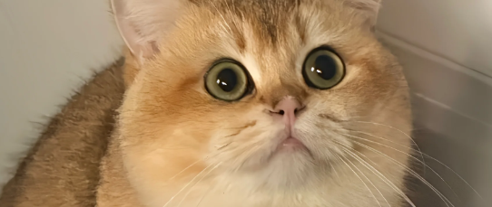 幼猫饮食禁忌 + 分阶段要点，新手养猫再也不用慌