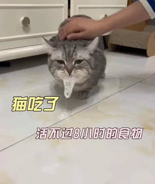猫吃了活不过8小时的食物 #新手养猫 #萌宠出道计划 #猫咪排毛球的最佳方法 #小布偶 #谁能拒绝憨憨的小猫咪