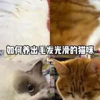 6min手把手教你养出毛发光滑的猫咪🐈 （全程无广，放心观看）#萌宠出道计划 #猫咪日记 #晒出你的猫#碎碎念#新手养猫