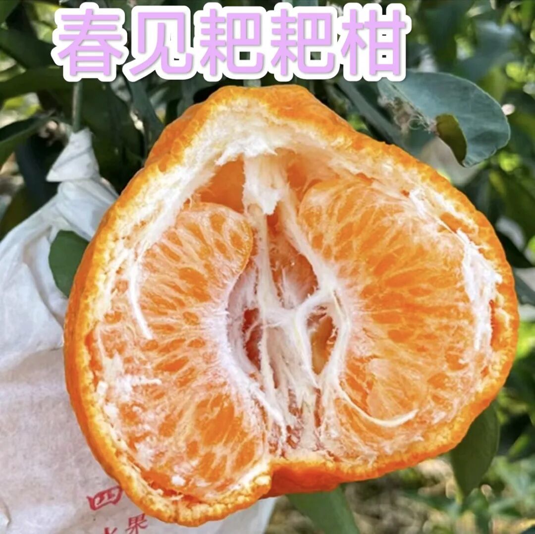 你天天吃的「耙耙柑」在日本原来叫这个名字