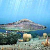 云南大学最新 Nature 论文称「早期脊椎动物有四只眼睛」,如何理解这一研究的意义?