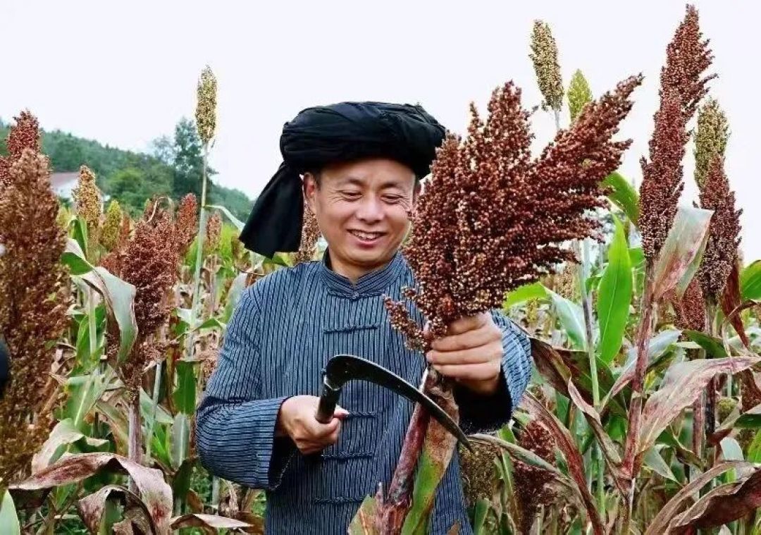 从一粒粮到一滴酒