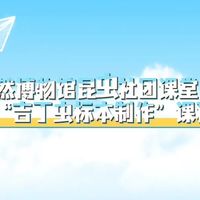 【课程·总结】自然博物馆昆虫社团课堂 ——“吉丁虫标本制作”课程