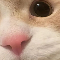 2026猫草片选购全攻略｜从成分到性价比，新手也能轻松选对