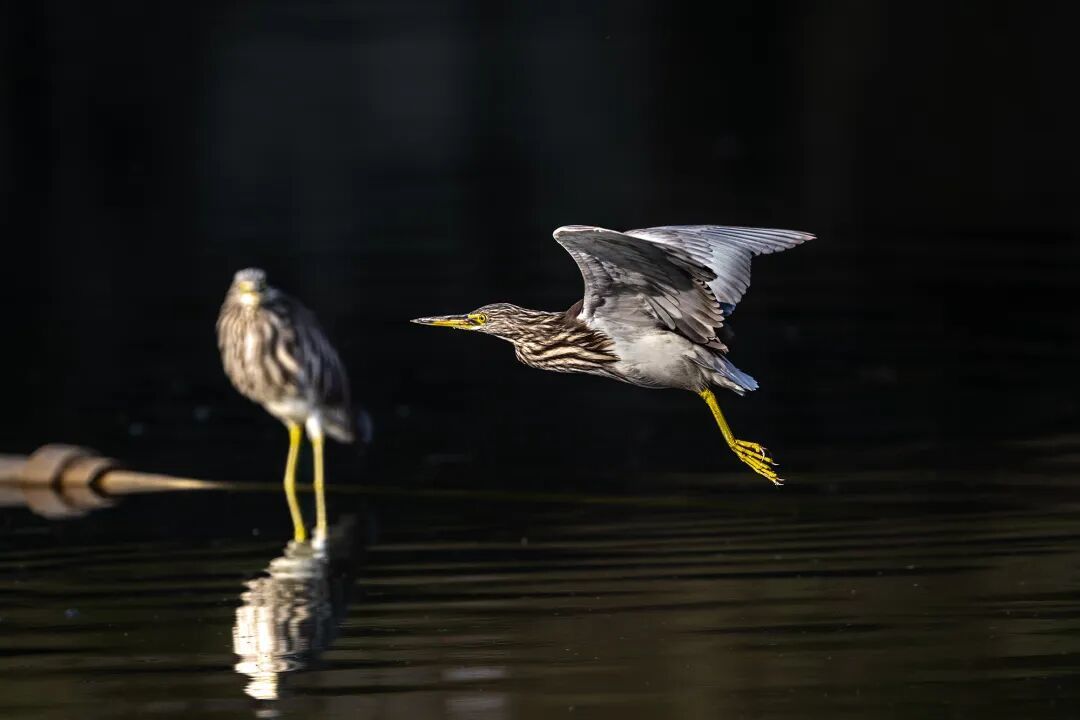 鹭影追踪：尼康Z9+Z600mm F4南湖池鹭拍摄全纪录