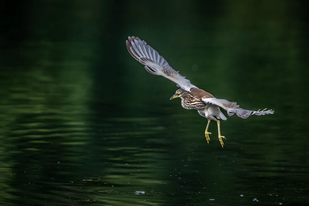 鹭影追踪：尼康Z9+Z600mm F4南湖池鹭拍摄全纪录