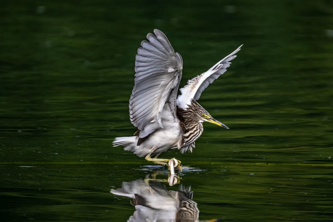 鹭影追踪：尼康Z9+Z600mm F4南湖池鹭拍摄全纪录
