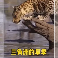 奥卡万戈三角洲旱季涨水，绝境中的生灵迎来重生 #有趣的知识又增长了 #自然奇境科普季 #自然科普