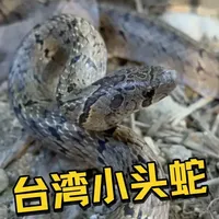专门偷蛋的蛇类—台湾小头蛇
#台湾小头蛇#偷蛋蛇#蛇类科普#动物科普#探索大自然