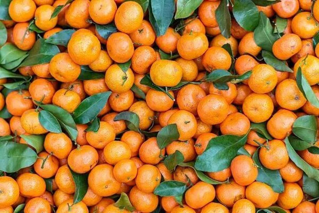 过年聚会,最佳水果为什么是它?