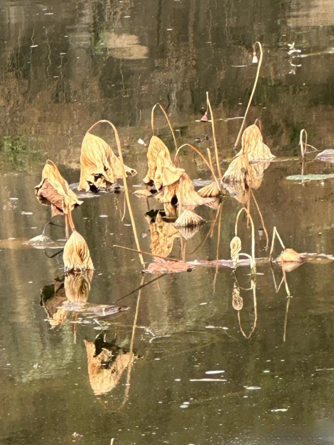 枯荷的托举和无私奉献,铸造了那一幅极致醉美自然油画的魂魄