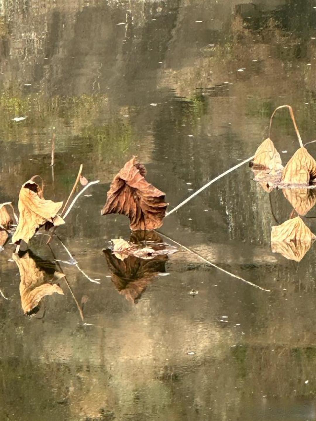 枯荷的托举和无私奉献,铸造了那一幅极致醉美自然油画的魂魄