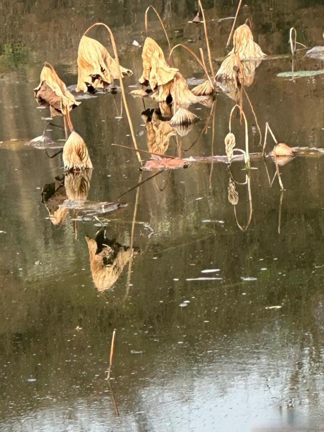 枯荷的托举和无私奉献,铸造了那一幅极致醉美自然油画的魂魄