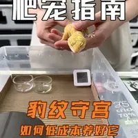 一招教你如何低成本养好豹纹守宫!⭐ 新手宝宝很想养豹纹守宫,但却入门难! 怎么办呢?
今天让异界来教大家如何养好豹纹守宫吧!
既省钱,又养的健健康康!
#异宠 #爬宠 #守宫 #守宫来啦 #豹纹守宫