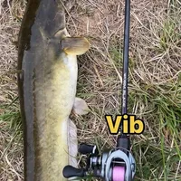 Vib路亚假饵 夏天不努力冬天Vib  Vib作为一个全泳层搜索的金属路亚假饵 搜索范围非常的广效率很高 针对几乎全部路亚对象鱼都非常的有效 #Vib #路亚假饵 #路亚斑鳜 #路亚鲶鱼