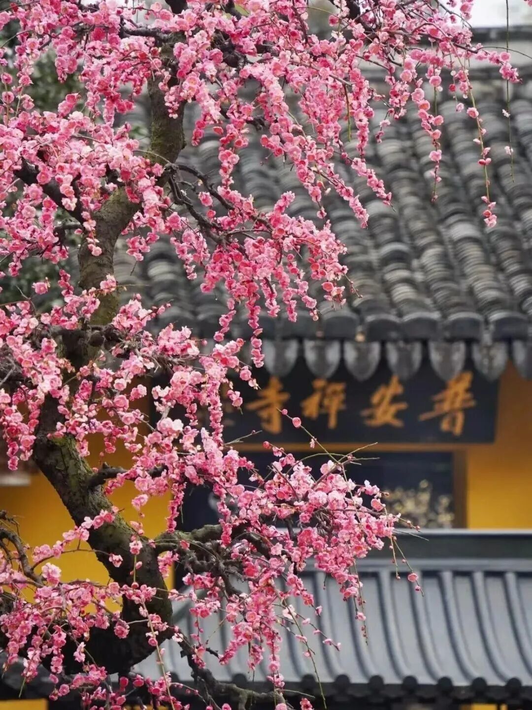 春节怎么玩?去楠溪江!活动攻略来了!