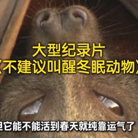 大型纪录片《不建议叫醒冬眠动物》持续为您播出！
