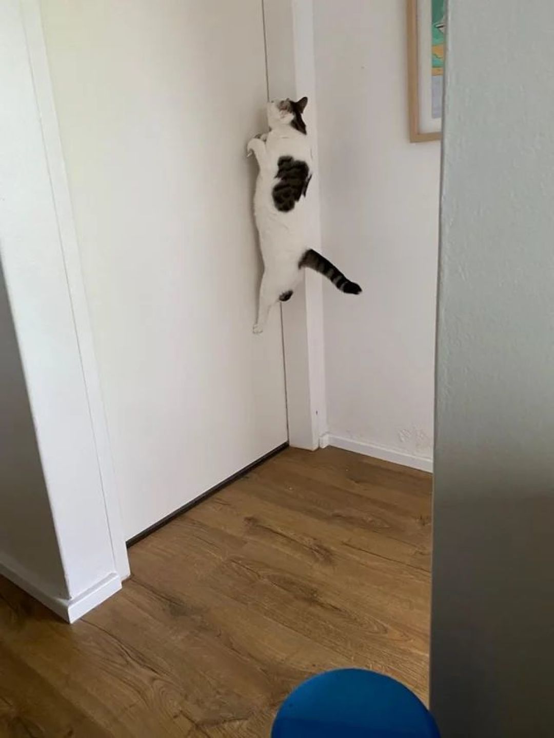 别再说猫高冷了,有些“社牛”小猫根本不懂什么是边界感