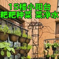 鱼缸养鱼不换水 揭秘健康水循环的秘密