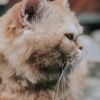 2026年最新猫咪鱼油十大权威榜单 原料纯度 + 适口性综合排名