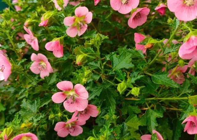 冬天养花，宁干勿湿！这3个原因，新手必看