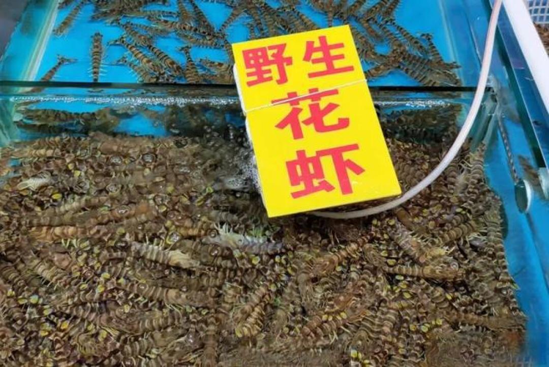 花虾,养殖为何也昂贵,和野生如何区分?