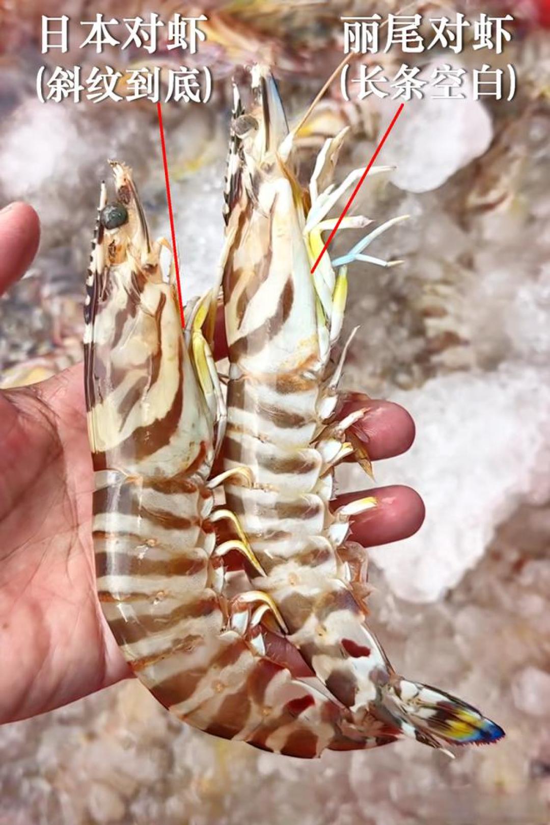 花虾,养殖为何也昂贵,和野生如何区分?