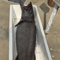 这6种海鲜，卖海鲜的老板自己都不会吃，白送也别要