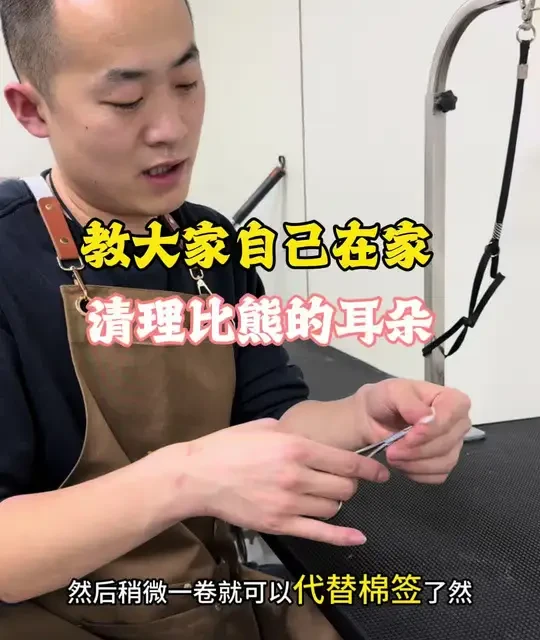 教大家在家清理比熊的耳朵#宠物知识 #新手养狗 #比熊 #比熊护理#养狗经验