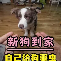 一条视频讲清楚狗狗应该如何驱虫#狗狗驱虫 #狗狗