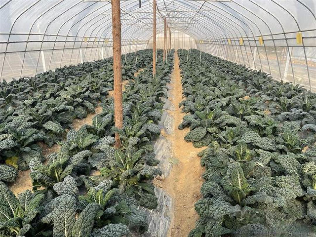 汉产网红菜皱叶菜批量上市，售价堪比肉价