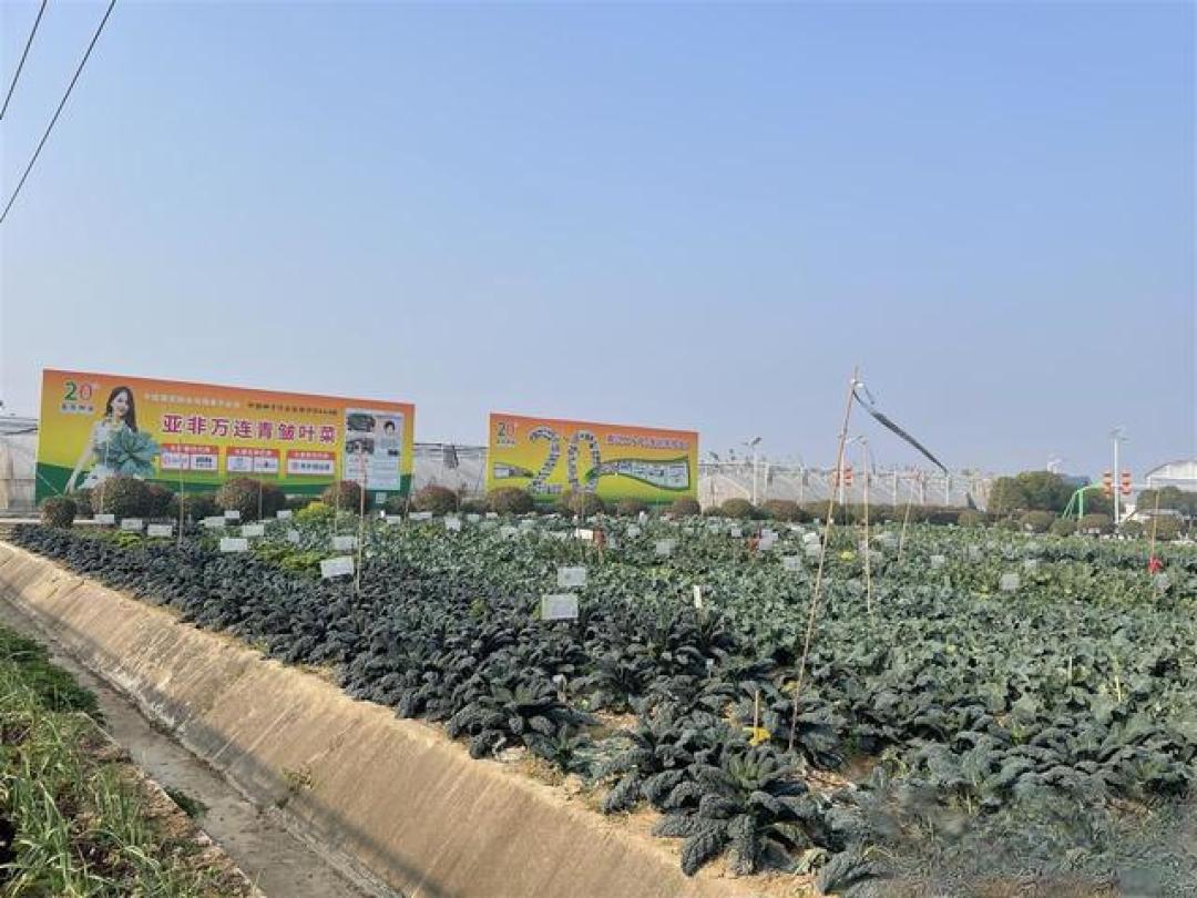 汉产网红菜皱叶菜批量上市，售价堪比肉价