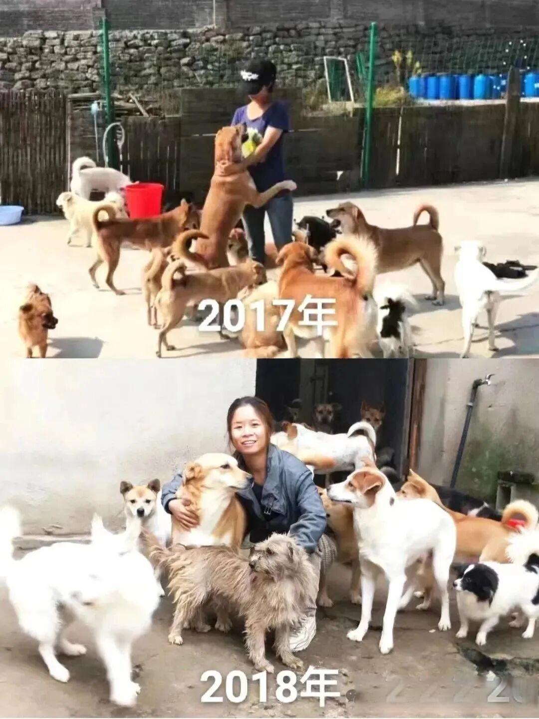 当深山里的猫狗守护者即将倒下:一个90后女孩与200只流浪生命的生死相依