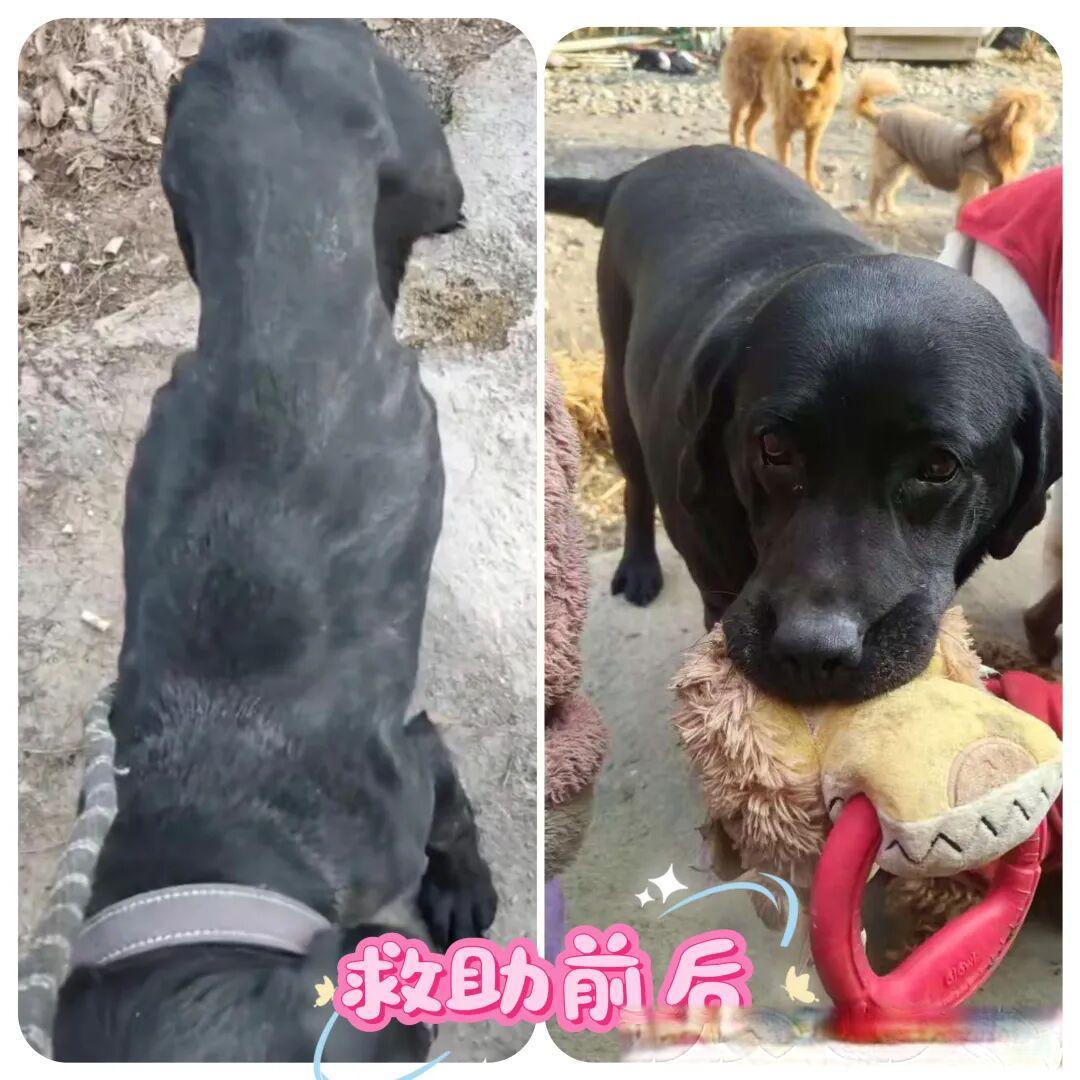 当深山里的猫狗守护者即将倒下:一个90后女孩与200只流浪生命的生死相依