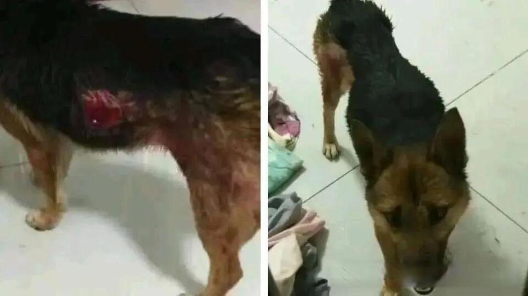 当深山里的猫狗守护者即将倒下:一个90后女孩与200只流浪生命的生死相依
