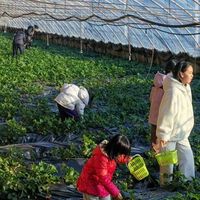别只看果子甜不甜！亲子采摘值不值，关键看这3个隐藏体验维度