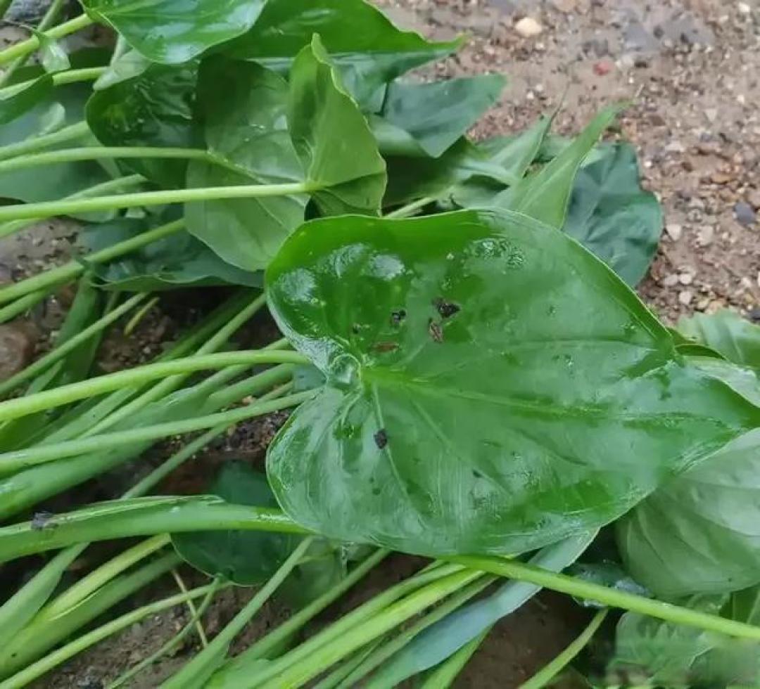 农村常见的“老虎芋”,竟是农村良药?这3个常犯误区一定要避开