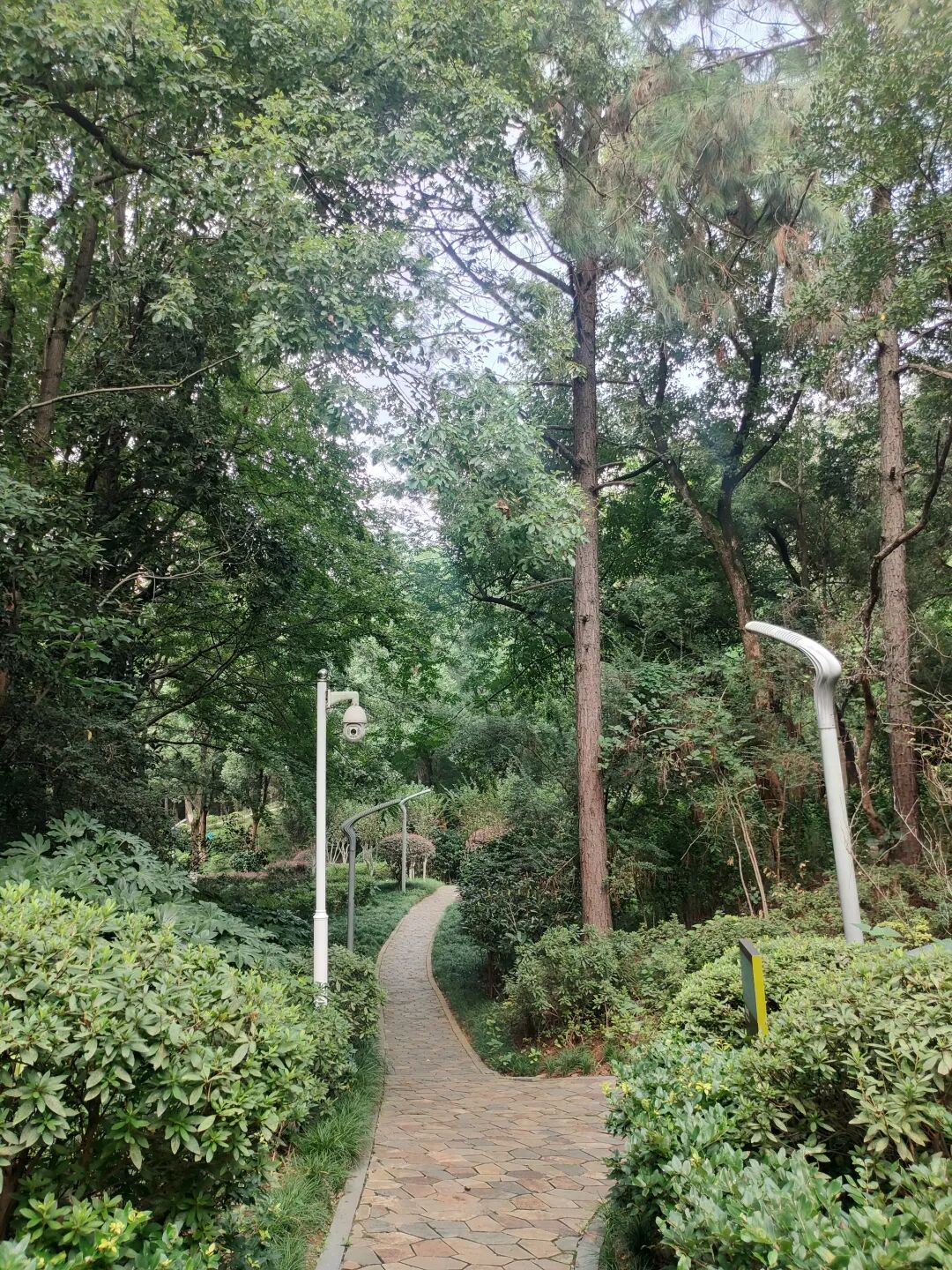 八方公园:藏在城市里的森林呼吸