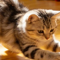 分阶分龄猫粮怎么选？分阶分龄品牌盘点！