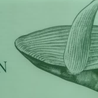 心相印悬挂式厨房用纸 120抽*1提 9倍吸油锁水食品级专用