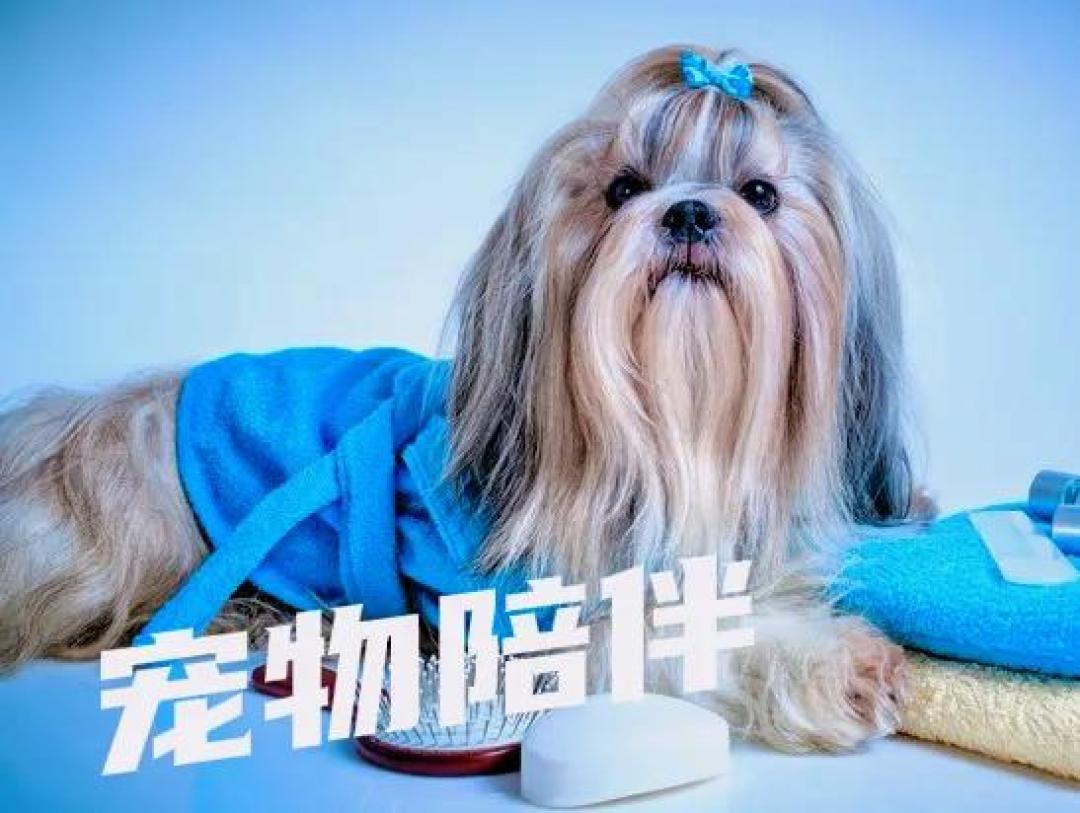 正在悄悄火的新型宠物服务,h多人不知道