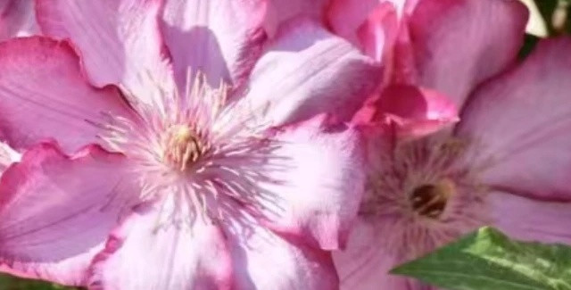 铁线莲叶片变黄，了解这5个原因，解决黄叶问题