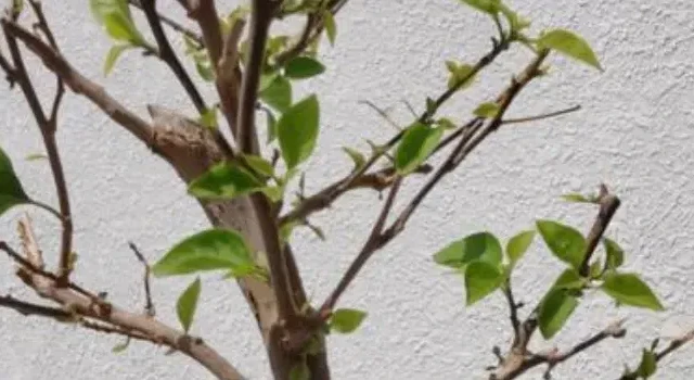 三角梅掉叶后不发芽？2种情况必洗根换土，一步错全白费！