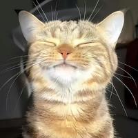 2026缓解猫咪软便猫粮推荐：实测6款护肠猫粮，解决猫咪软便困扰