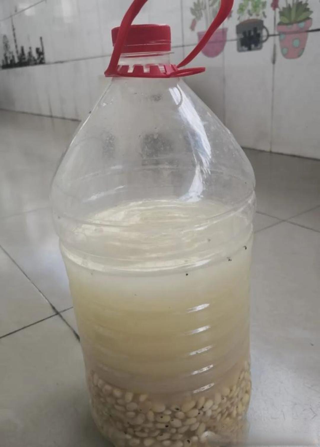 别再单浇清水养花！5种自制肥水，盆土肥到流油花疯长
