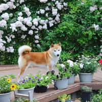 宠物店不告诉你的秘密：为什么你家狗越养越累？你的爱用错了地方