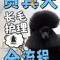 想成为冠军吗 先从包毛开始   #贵宾犬 #宠物美容培训